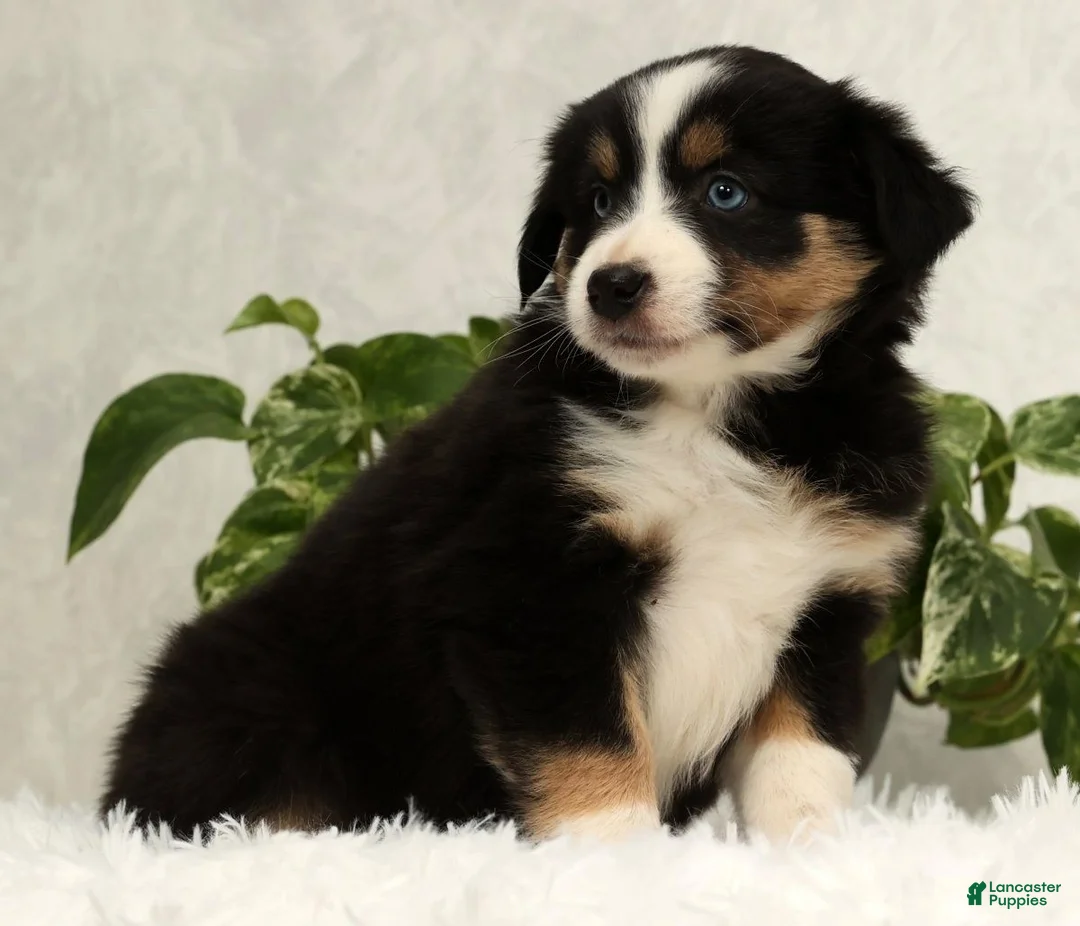 Miniature Australian Shepherd dogs for sale: Sage - Ad 5