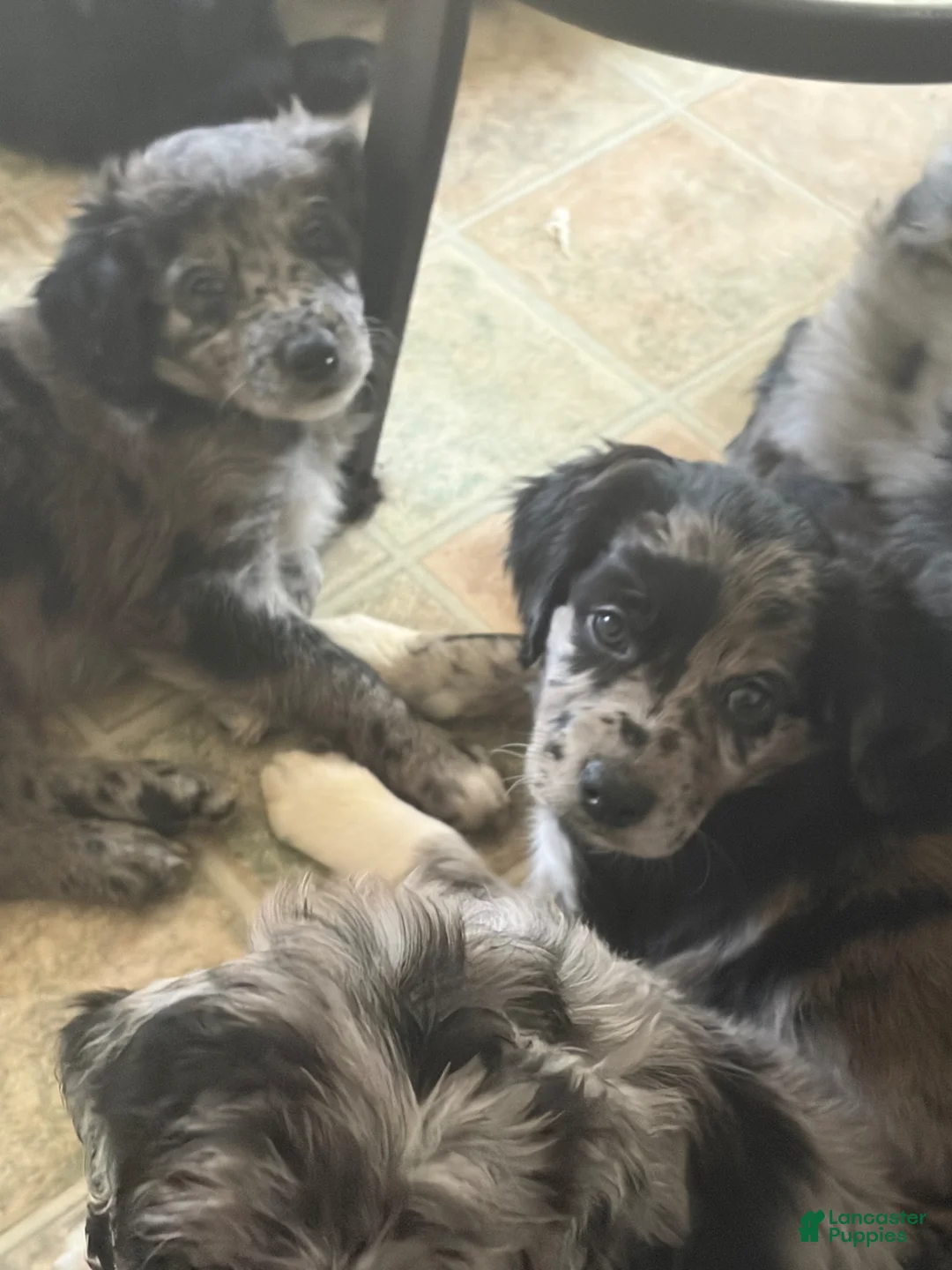 Aussiedoodle dogs for sale: Aries - Ad 2