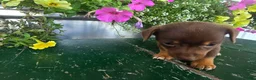 Chihuahua dogs for sale: Tyler - Ad 7
