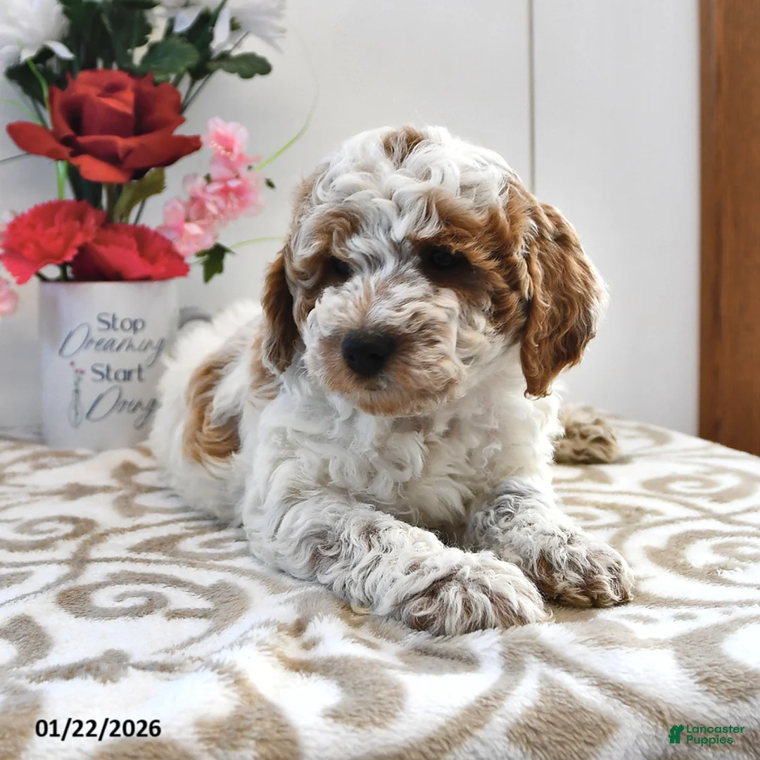 Mini Goldendoodle dogs for sale: Captain - Ad 5