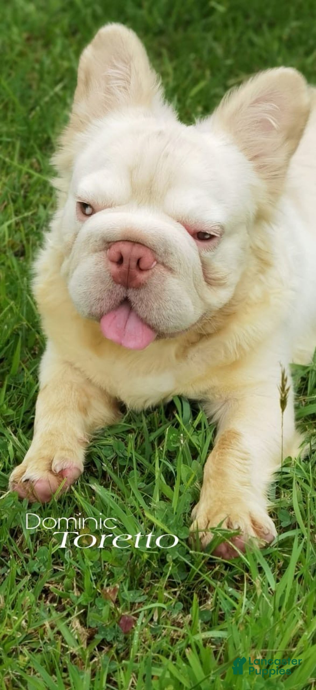 French Bulldog dogs for sale: French Bulldog Puppy 2 - Ad 4