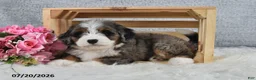 Mini Bernedoodle dogs for sale: Kiana - Ad 5