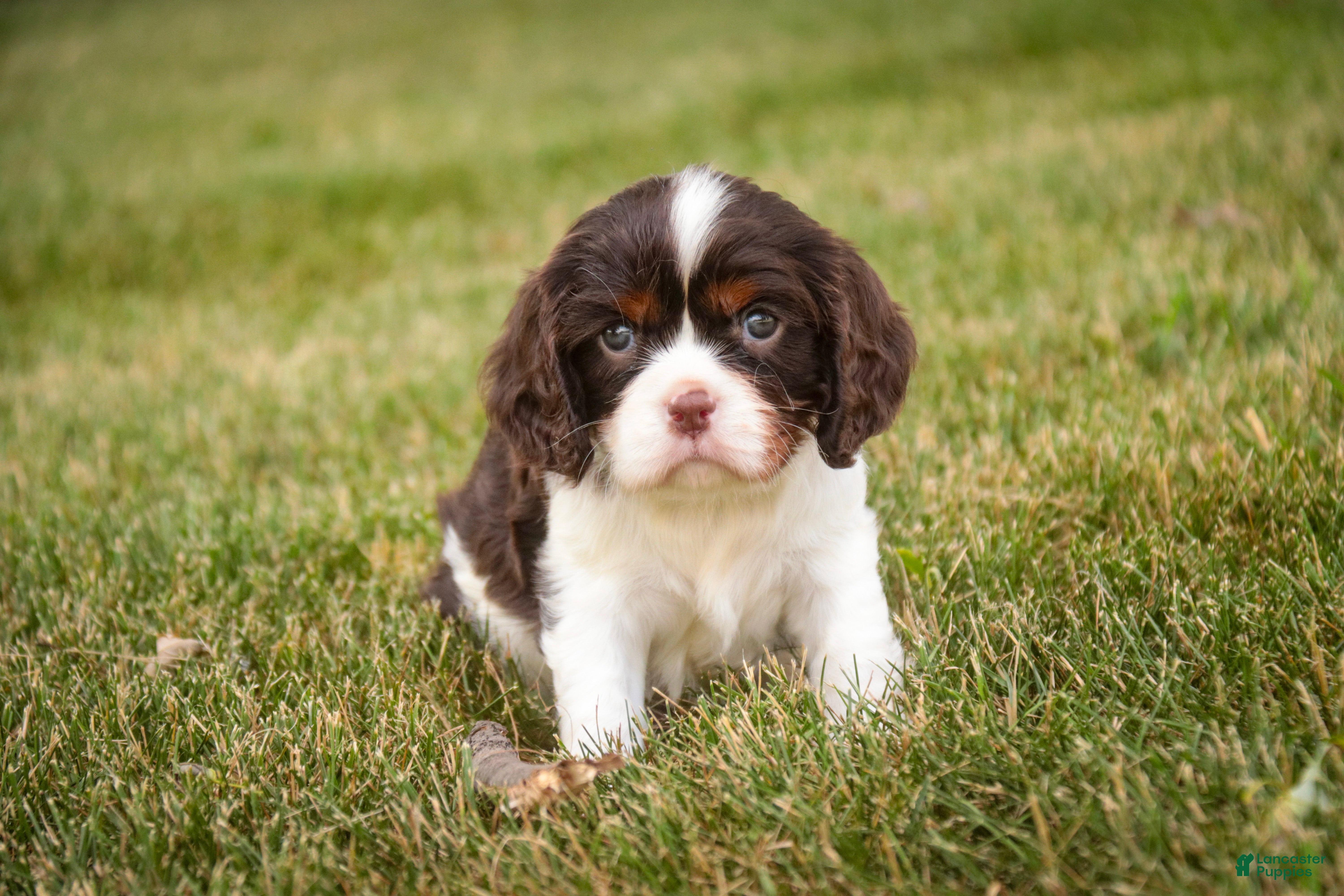 Cavalier King Charles Spaniel dogs Presley Cavalier King Charles Spaniel  - Ad 2