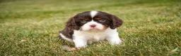 Cavalier King Charles Spaniel dogs for sale: Presley Cavalier King Charles Spaniel  - Ad 2