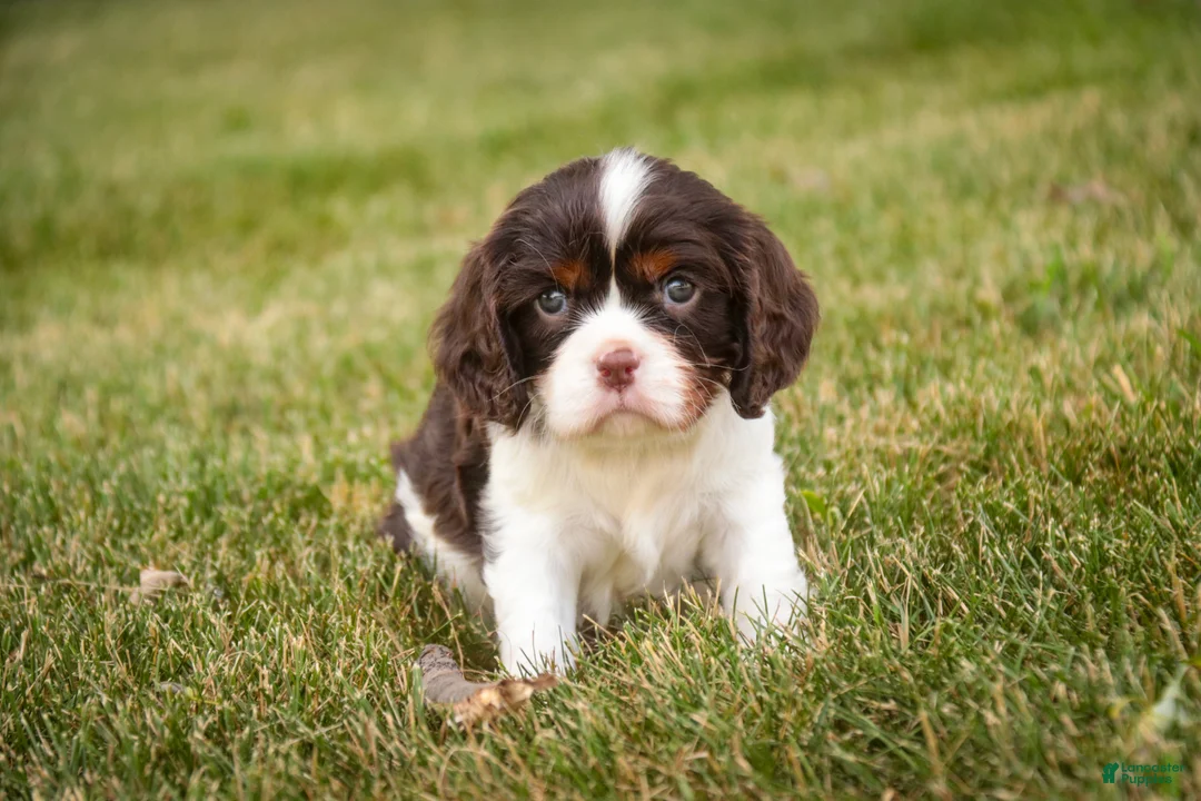 Cavalier King Charles Spaniel dogs for sale: Presley Cavalier King Charles Spaniel  - Ad 2