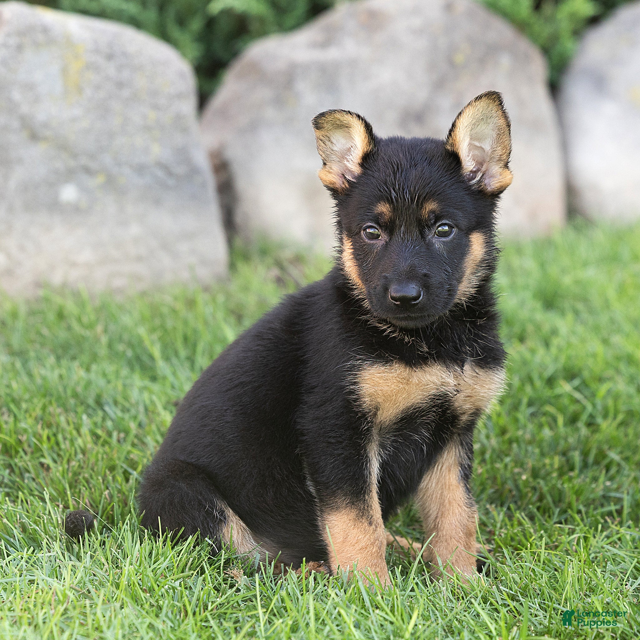 German Shepherd dogs Sadie German Shepherd  - Ad 2