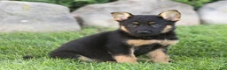 German Shepherd dogs for sale: Sadie German Shepherd  - Ad 2