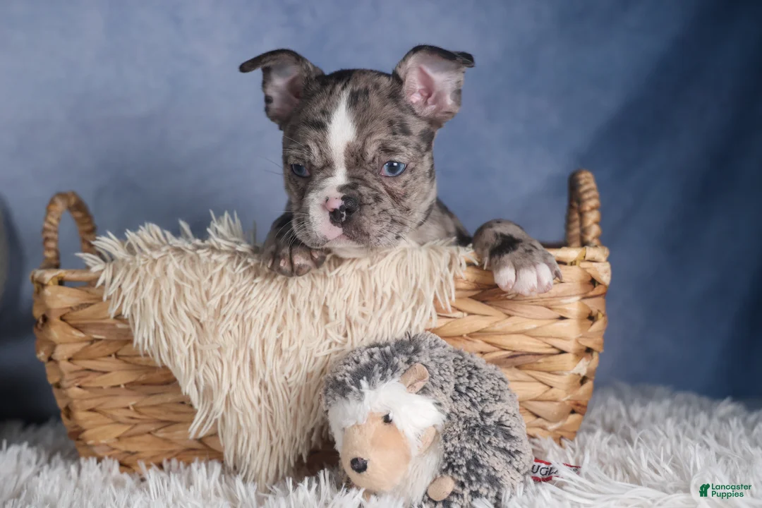 Frenchton dogs for sale: ISABELLA - Ad 5