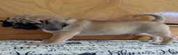 Puggle dogs for sale: Chance  - Ad 5