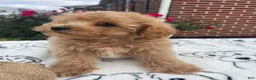 Yorkiepoo dogs for sale: Barbie - Ad 4