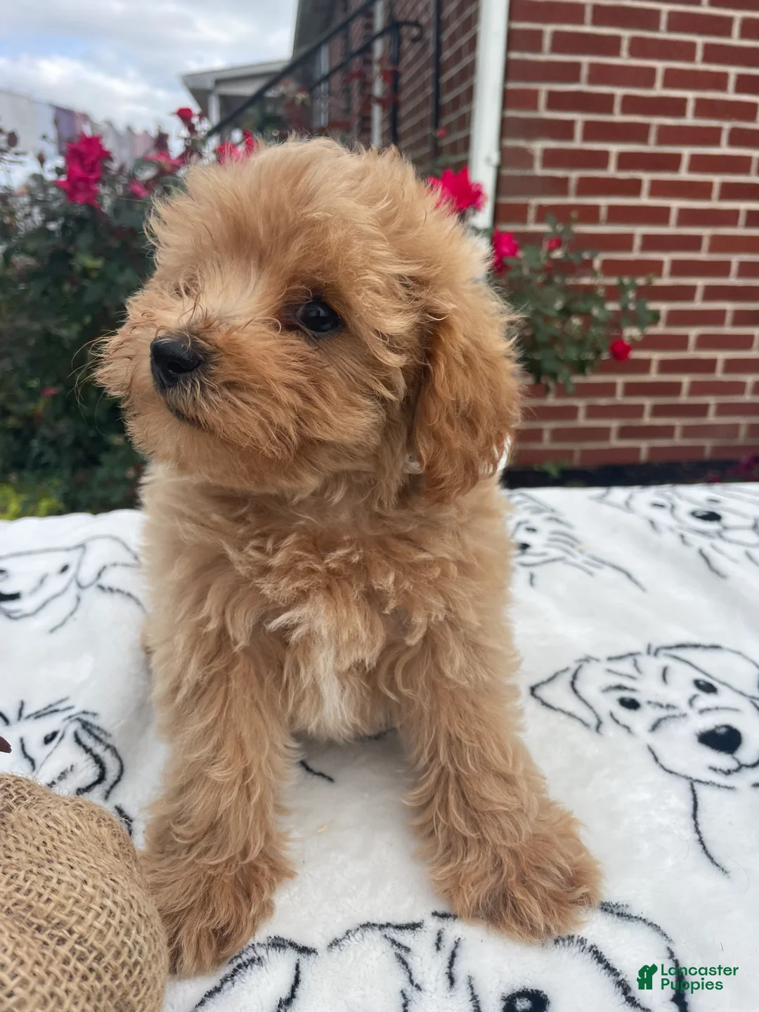 Yorkiepoo dogs for sale: Barbie - Ad 4