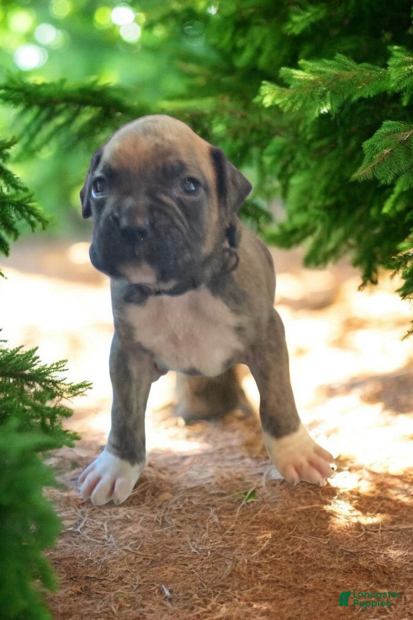 Boxer dogs Boxer Puppy 5 - Ad 1