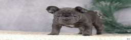 French Bulldog dogs for sale: Cami - Ad 6