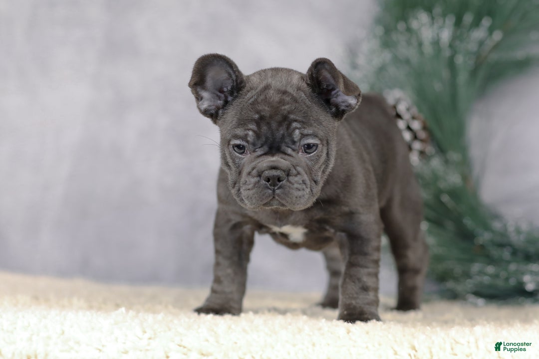 French Bulldog dogs for sale: Cami - Ad 6