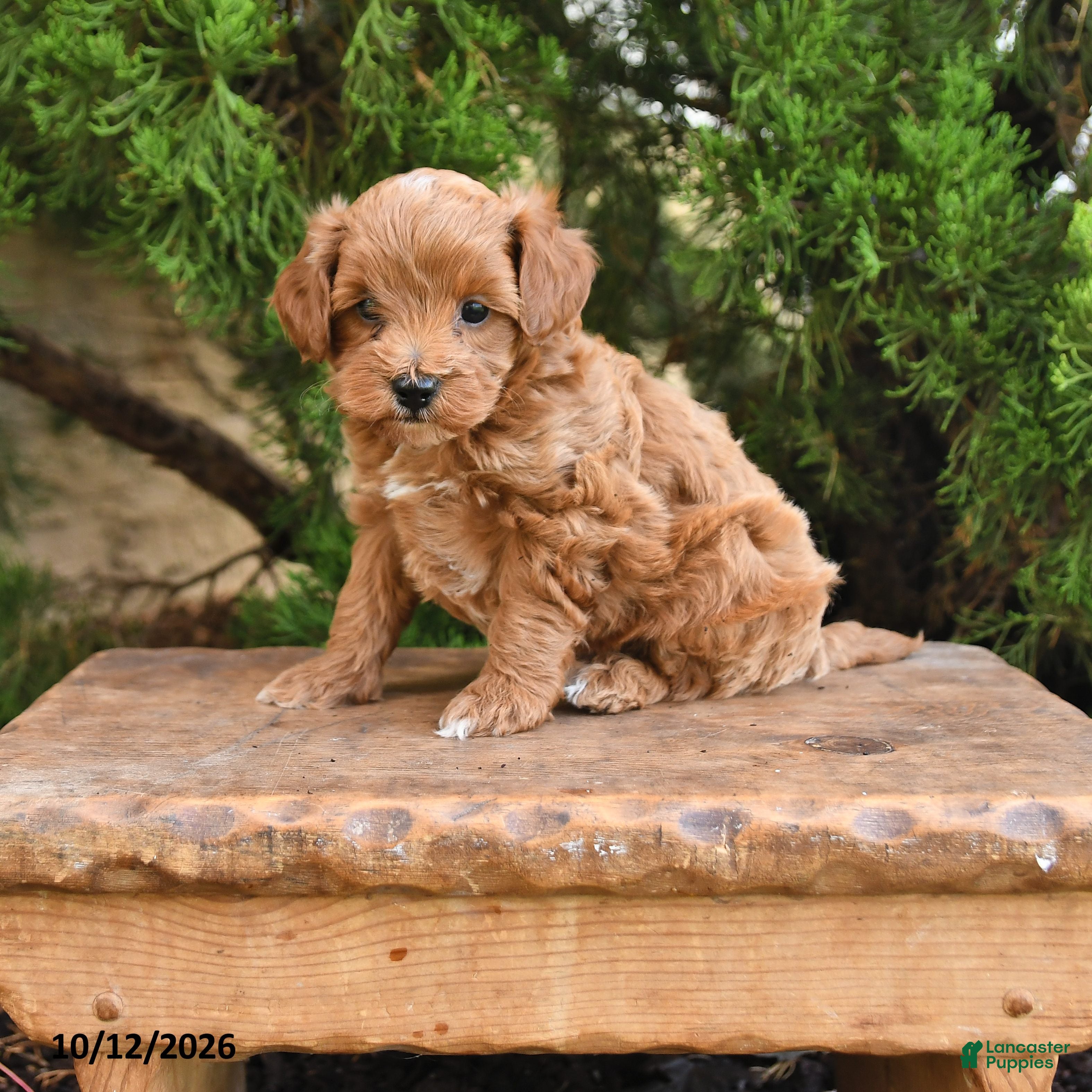 Cavapoo dogs for sale: Timmy - Ad 3