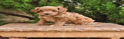 Cavapoo dogs for sale: Timmy - Ad 1