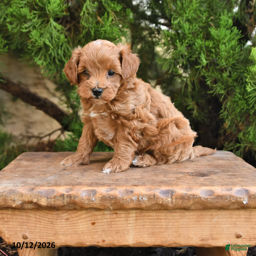 Cavapoo dogs for sale: Timmy - Ad 1