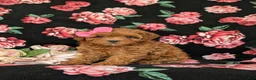 Shihpoo dogs for sale: Adelle - Ad 2