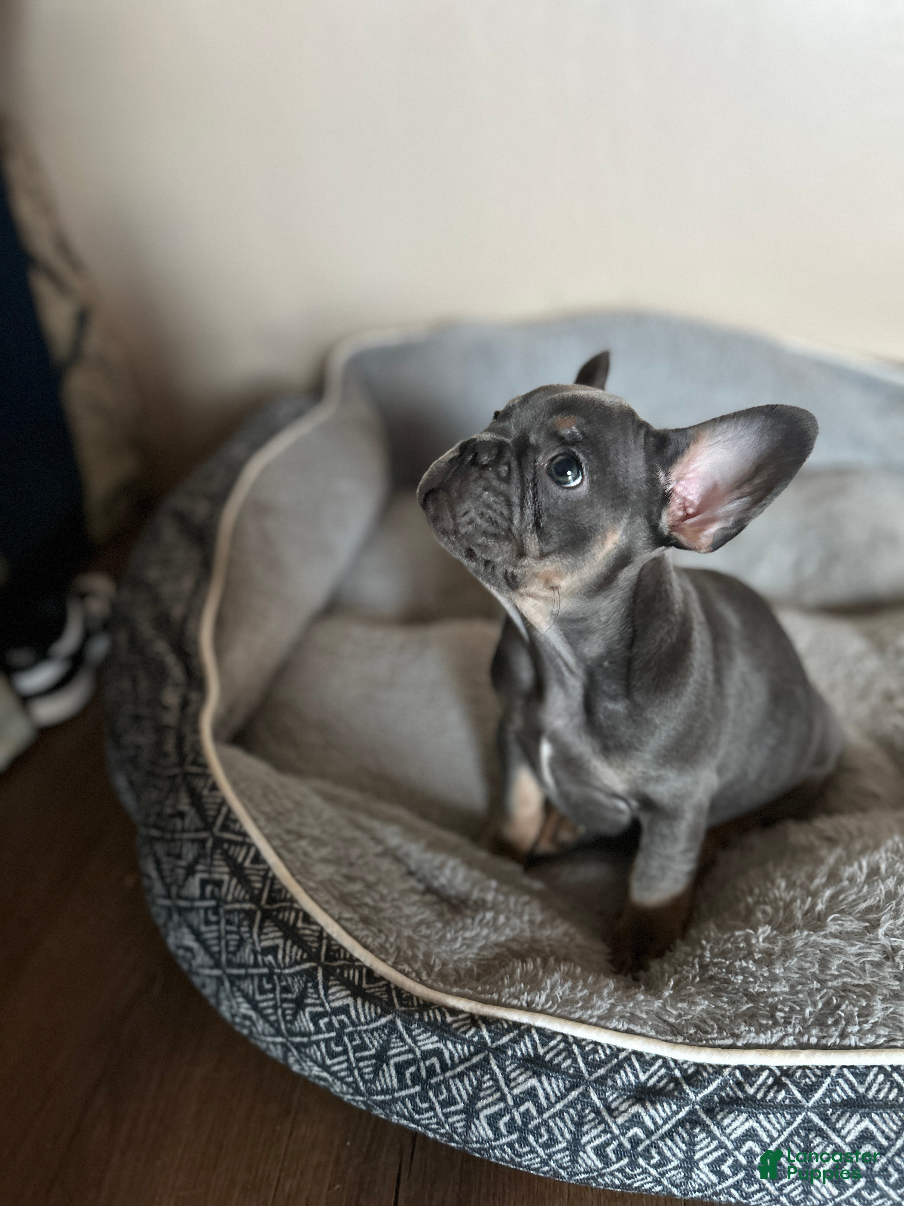 French Bulldog dogs French Bulldog Puppy 2 - Ad 19