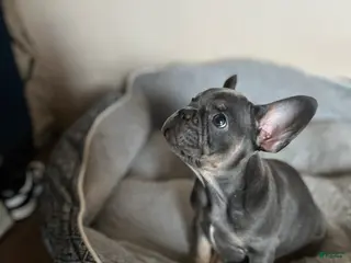 French Bulldog dogs French Bulldog Puppy 2 - Ad 19