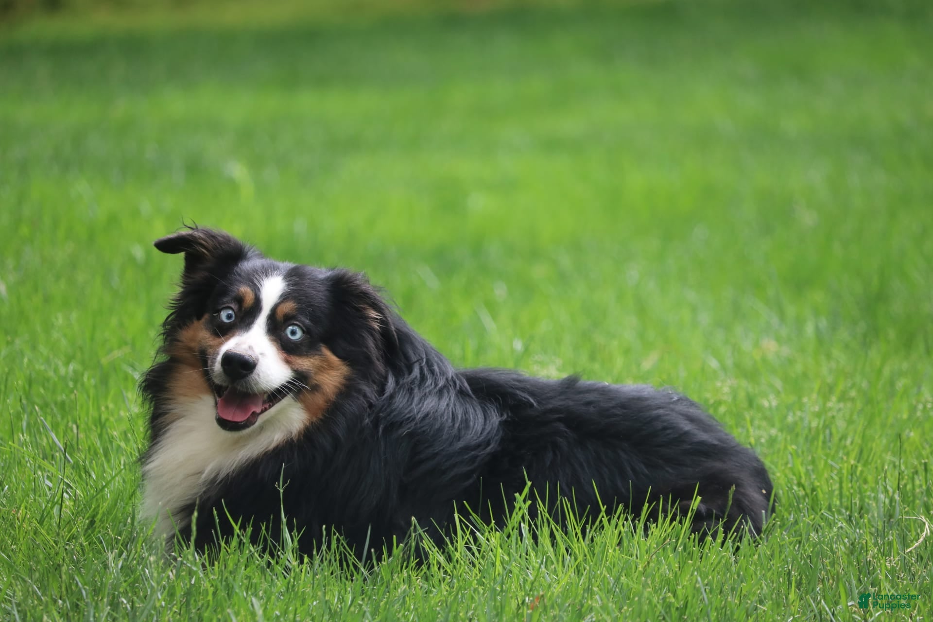 Miniature Australian Shepherd dogs Miniature Australian Shepherd 1 puppies - Ad 2