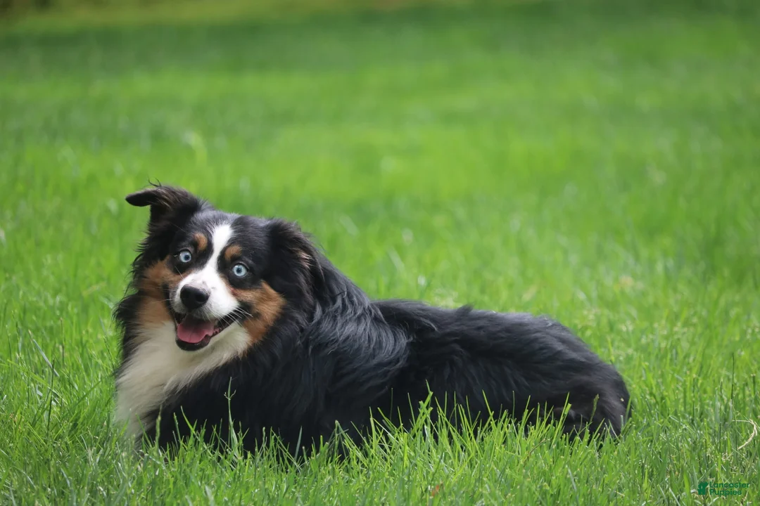 Miniature Australian Shepherd dogs for stud: Miniature Australian Shepherd 1 puppies - Ad 2