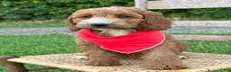 Irish Doodle dogs for sale: Maggie - Ad 17