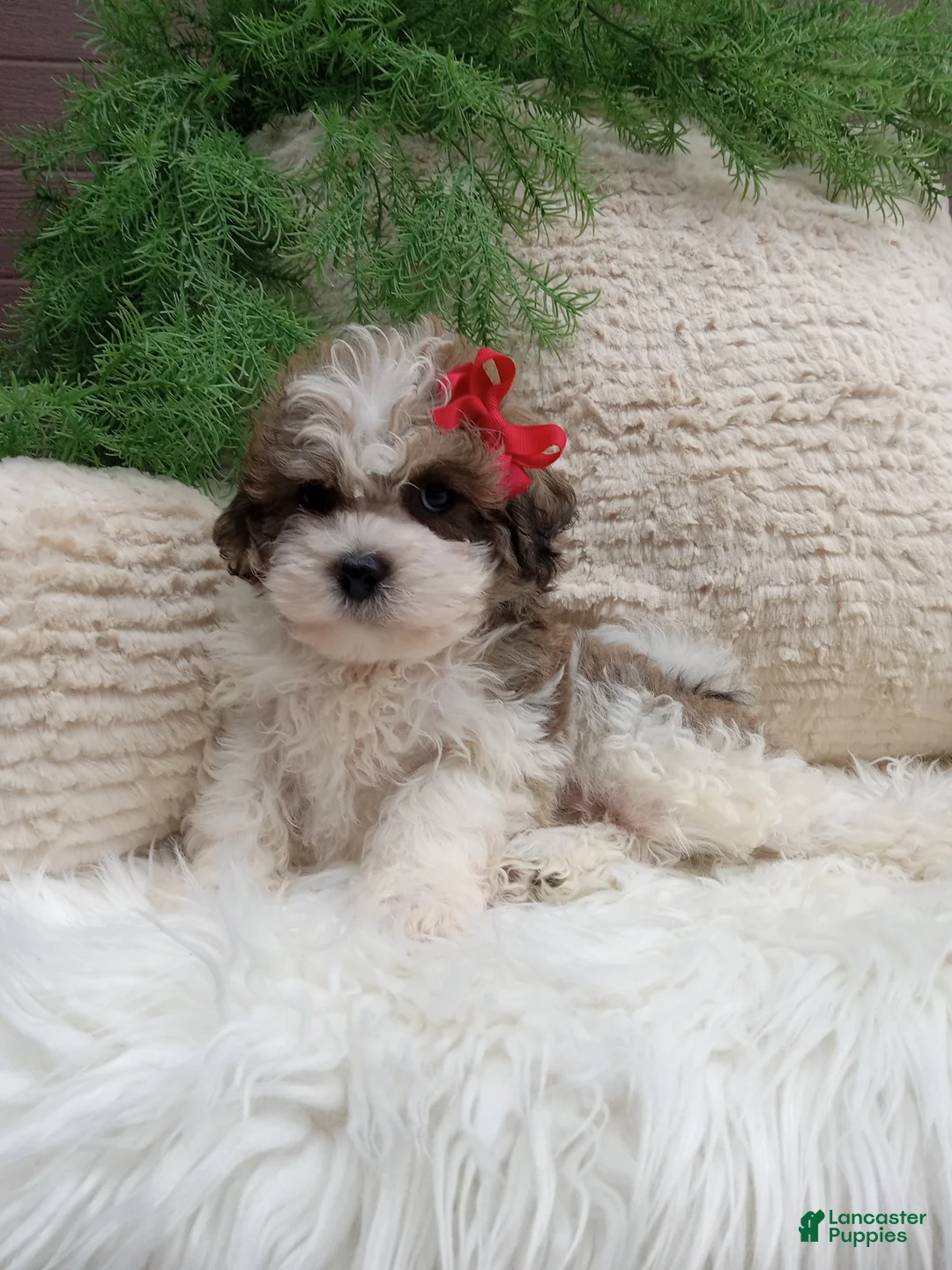 Teddy Bear dogs for sale: Teddy - Ad 1