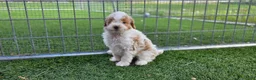 Miniature Poodle dogs for sale: Gavin Miniature Poodle Puppy  - Ad 3