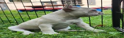 French Bulldog dogs for sale: Mello - Ad 10