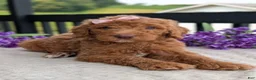 Goldendoodle dogs for sale: Miss Daisy - Ad 7