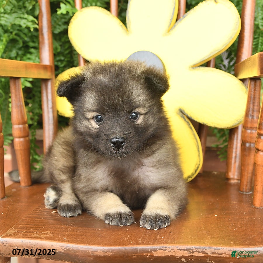 German Shepherd Miniature Keeshond New Keeshond Puppies For Sale