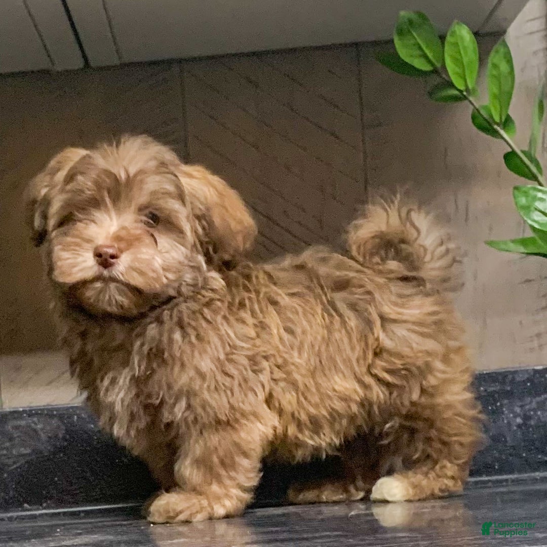 Havanese dogs for sale: Cody - Ad 2
