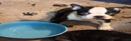 Boston Terrier dogs for sale: Boston Terrier 6 - Ad 6
