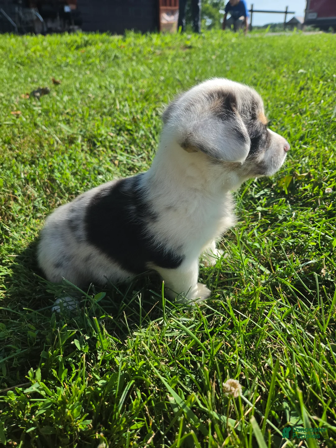 Mixed Breed dogs for sale: Teddy - Ad 2