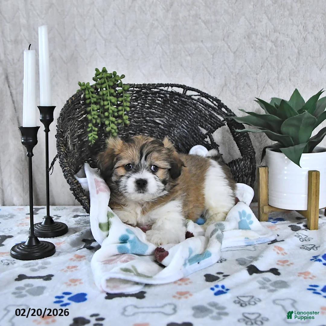 Shihpoo dogs for sale: Bella   - Ad 3