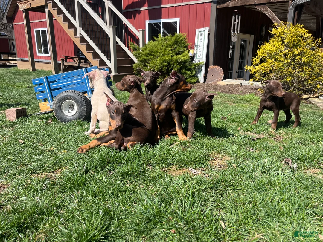 Doberman Pinscher dogs for sale: DAPHNE❤️🐾AKC Ears & Tail Docked❤️Call or Text 717-837-3447 - Ad 2