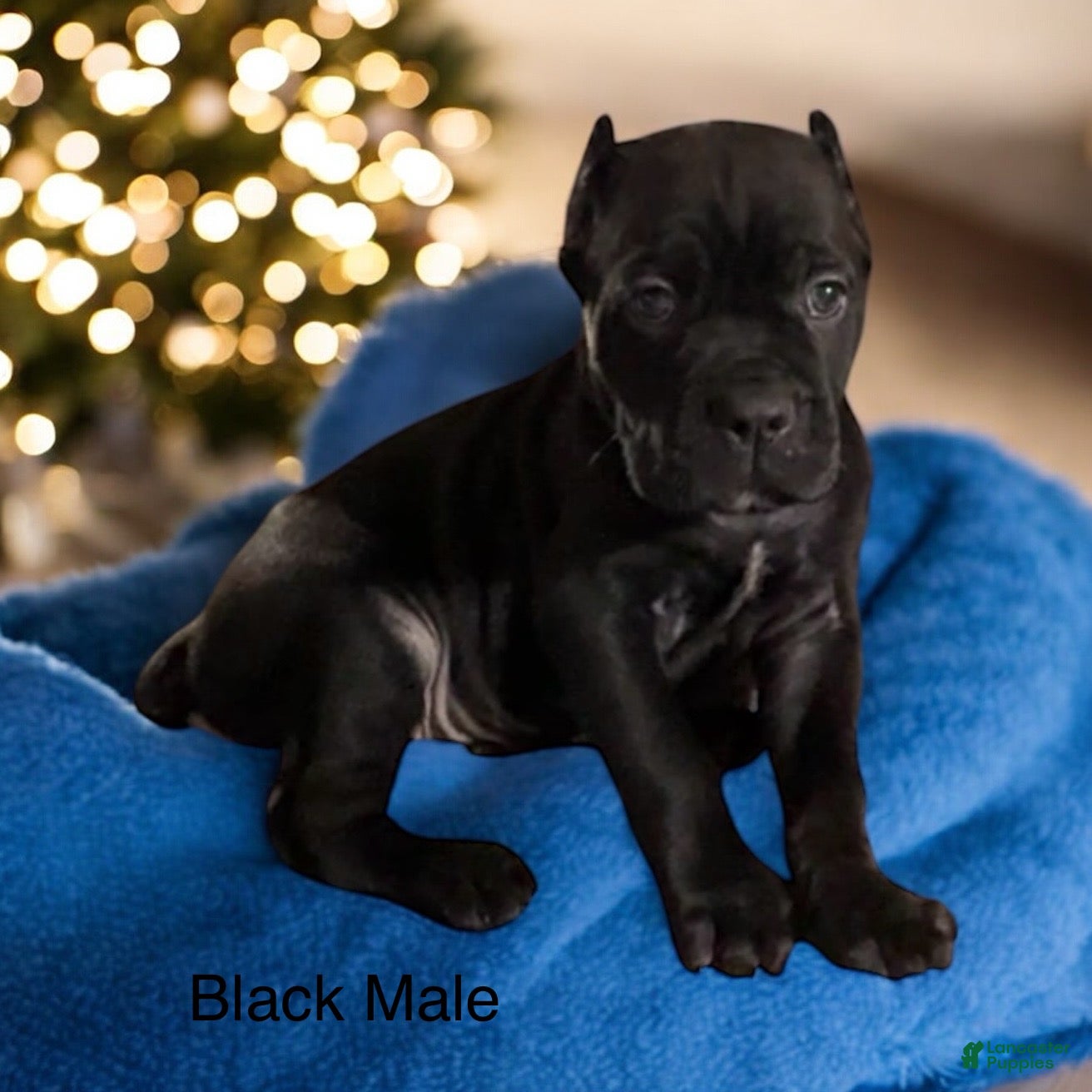 Cane Corso dogs Green - Ad 21