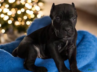 Cane Corso dogs Green - Ad 29