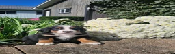 Bernese Mountain Dog dogs for sale: Lexi - Ad 1