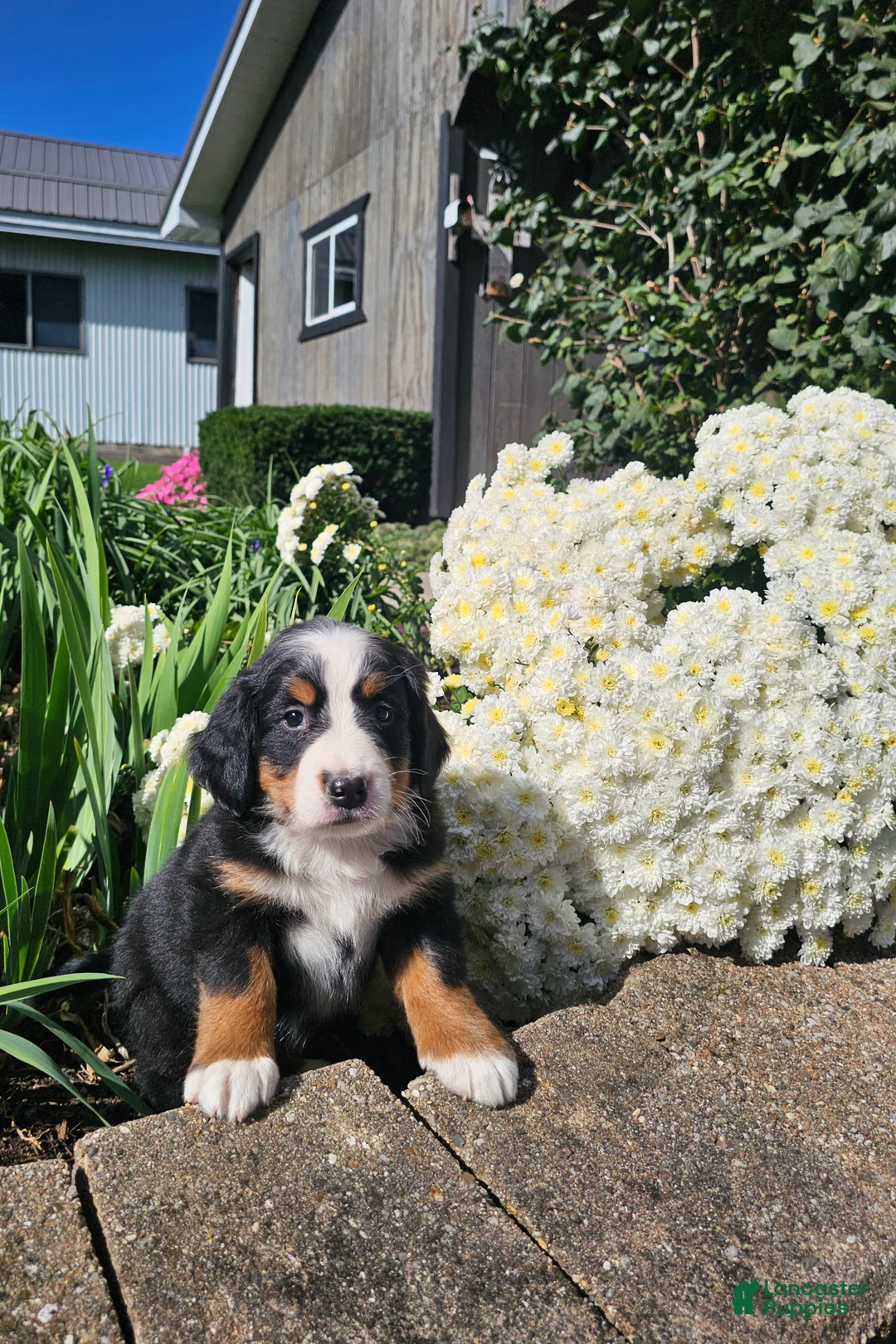 Bernese Mountain Dog dogs for sale: Lexi - Ad 1
