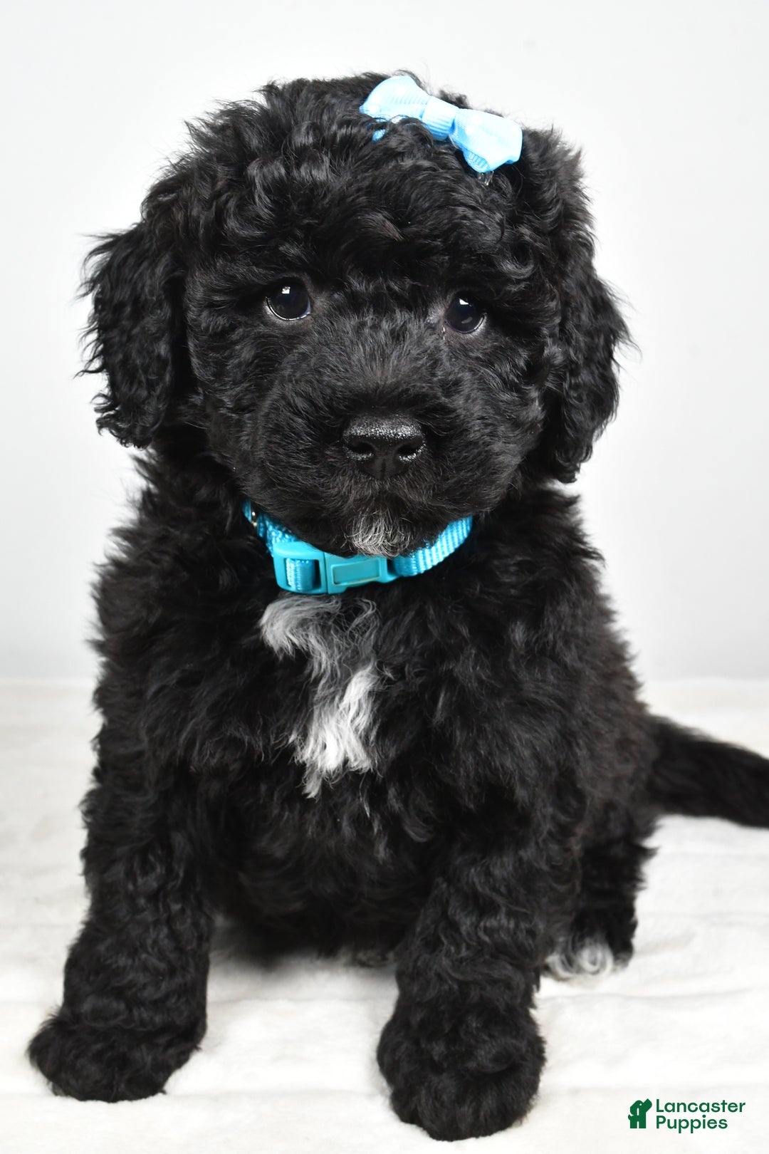 Mini Goldendoodle dogs for sale: Arthur - Ad 6