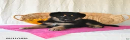 German Shepherd dogs for sale: Tasha - Ad 5