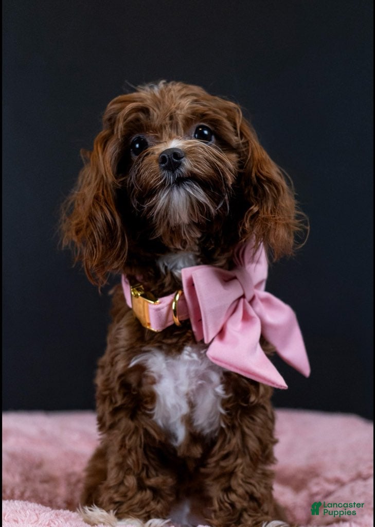 Maltipoo dogs Ruby - Ad 1