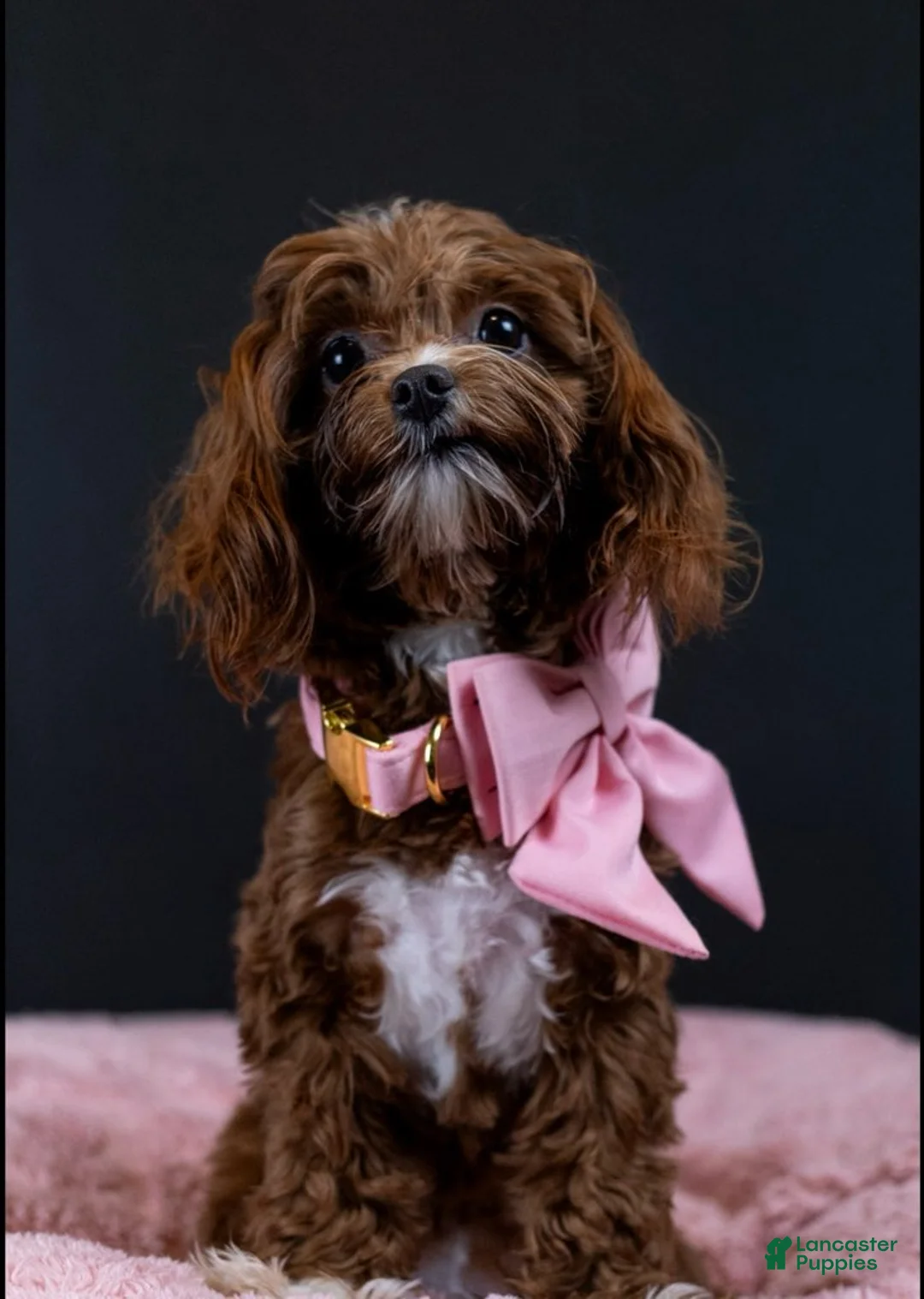 Maltipoo dogs for sale: Ruby - Ad 1