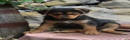 German Shepherd dogs for sale: Sophia - Ad 3