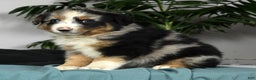 Australian Shepherd dogs for sale: Buster - Ad 4