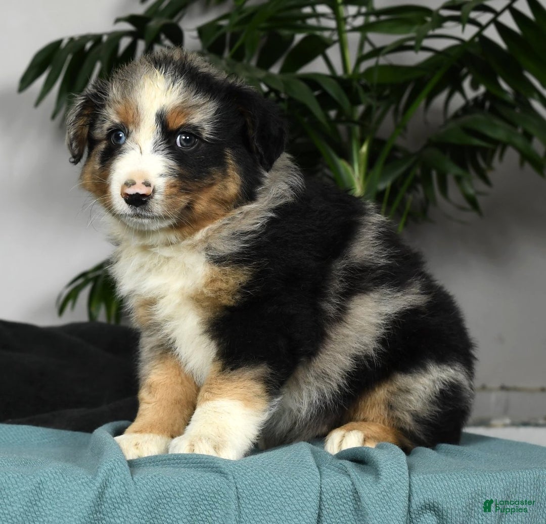 Australian Shepherd dogs for sale: Buster - Ad 4
