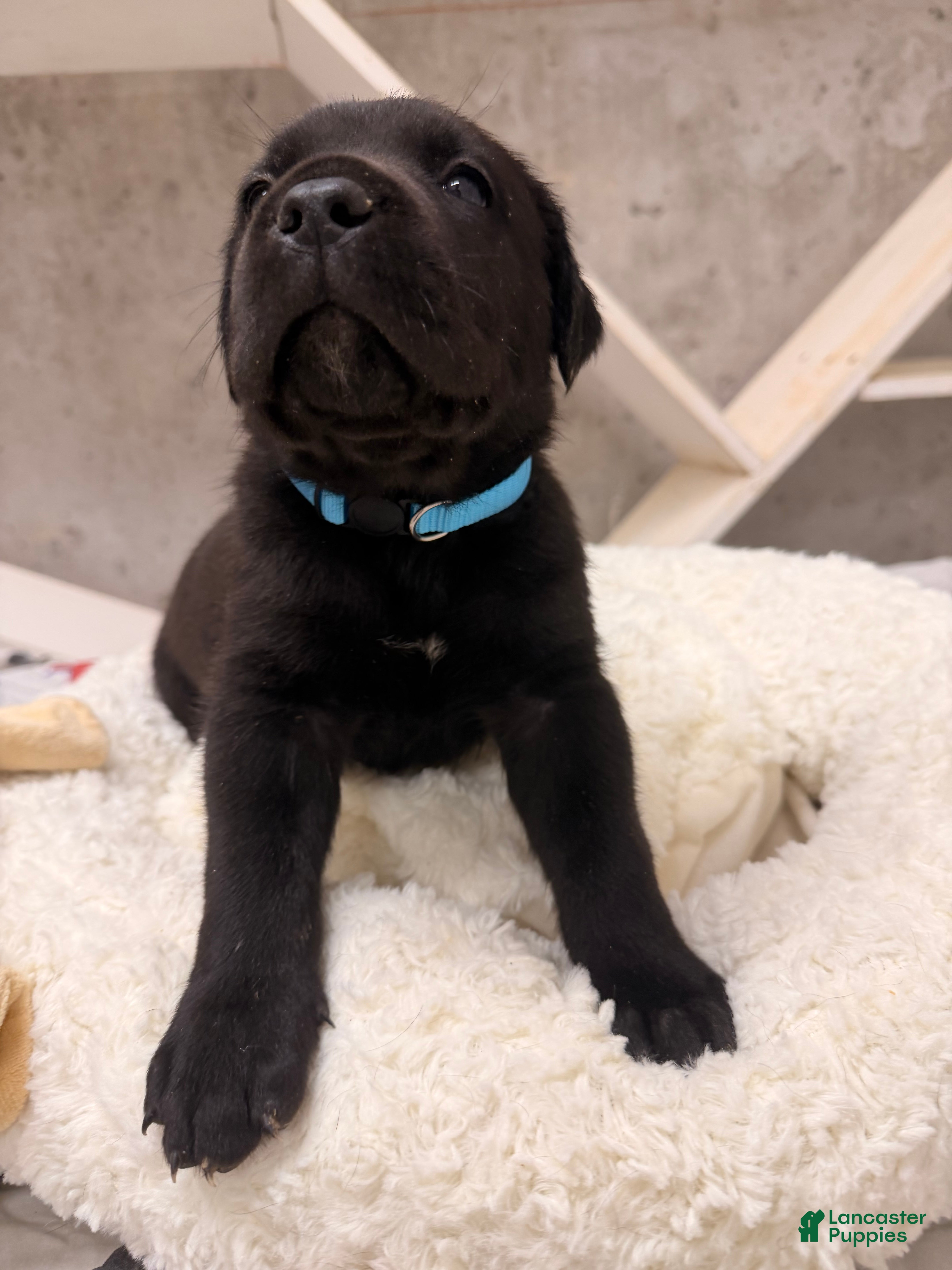 Cane Corso dogs Cane Corso Puppy 4 - Ad 30