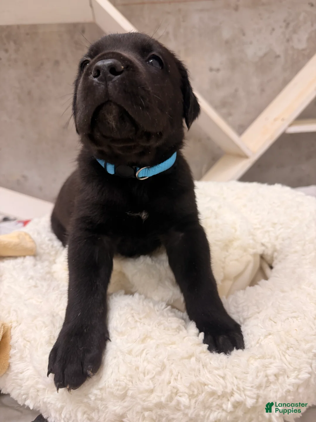 Cane Corso dogs for sale: Cane Corso Puppy 4 - Ad 1